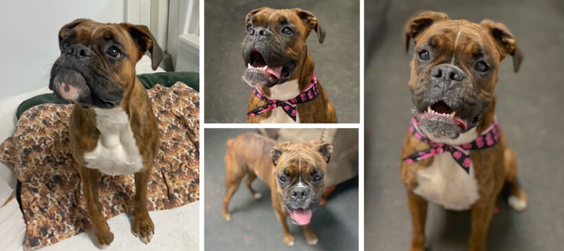 Molly Alice-Adopted!