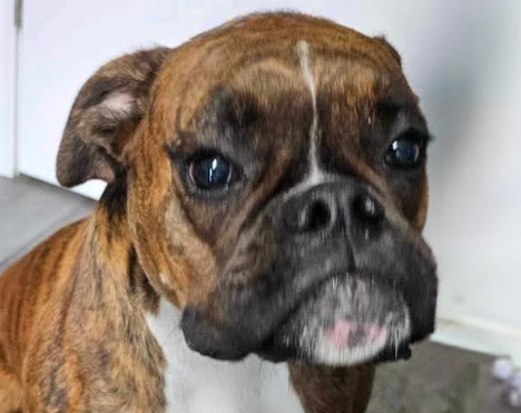 Molly Alice-Adopted!