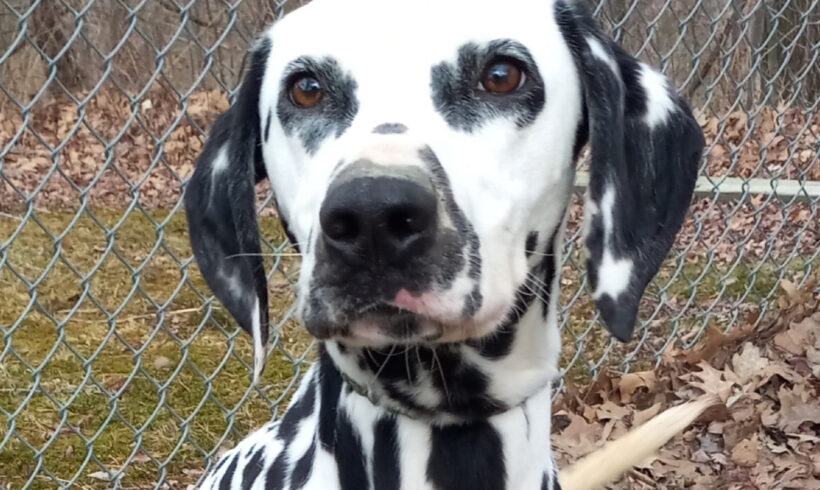 Pongo-Adopted!