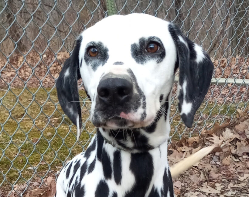 Pongo-Adopted!