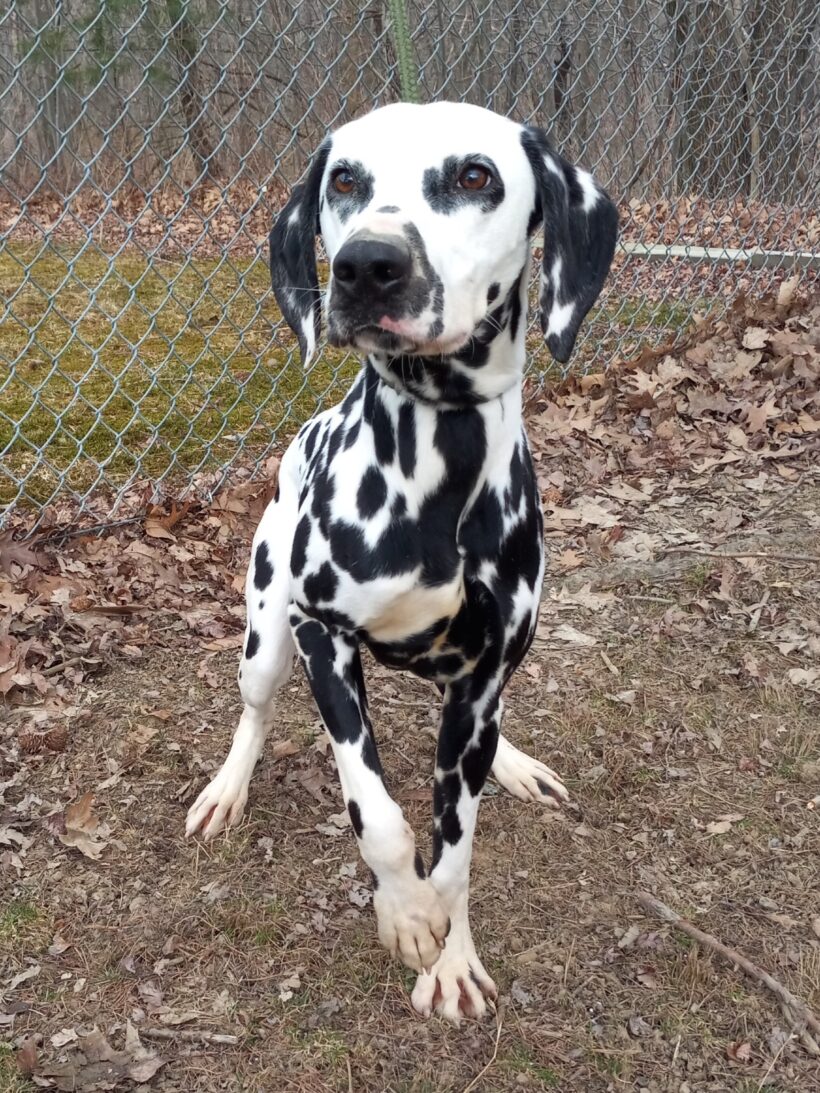 Pongo-Adopted!