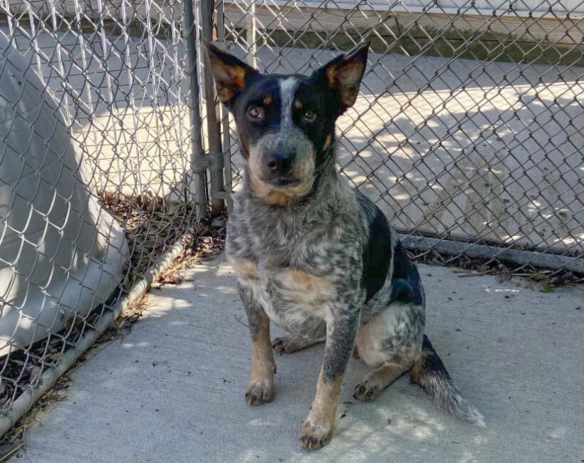 Emmie-Adopted!