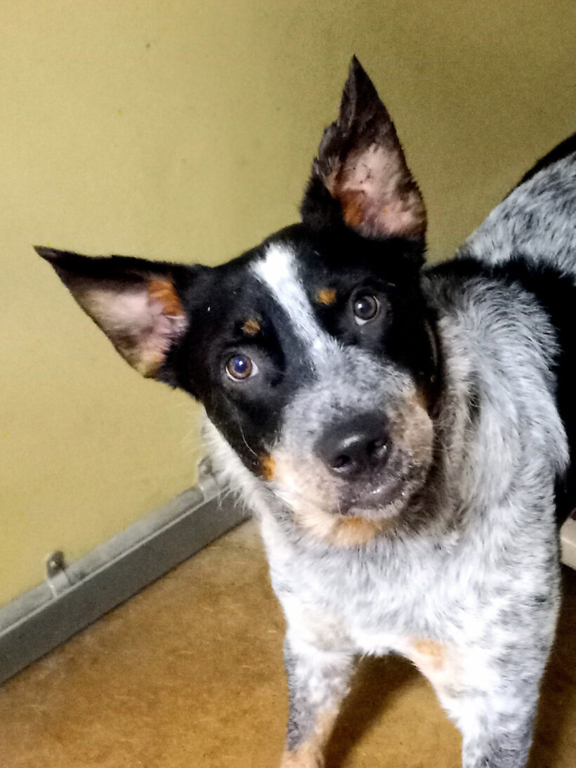 Emmie-Adopted!