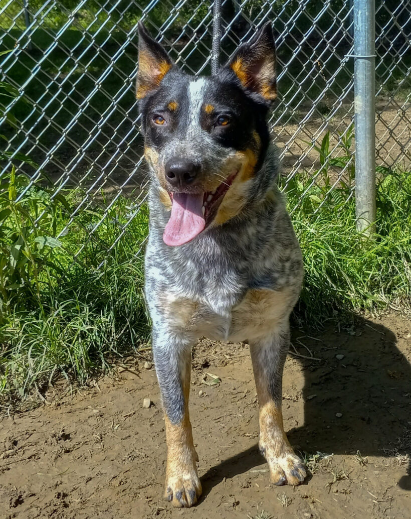 Emmie-Adopted!