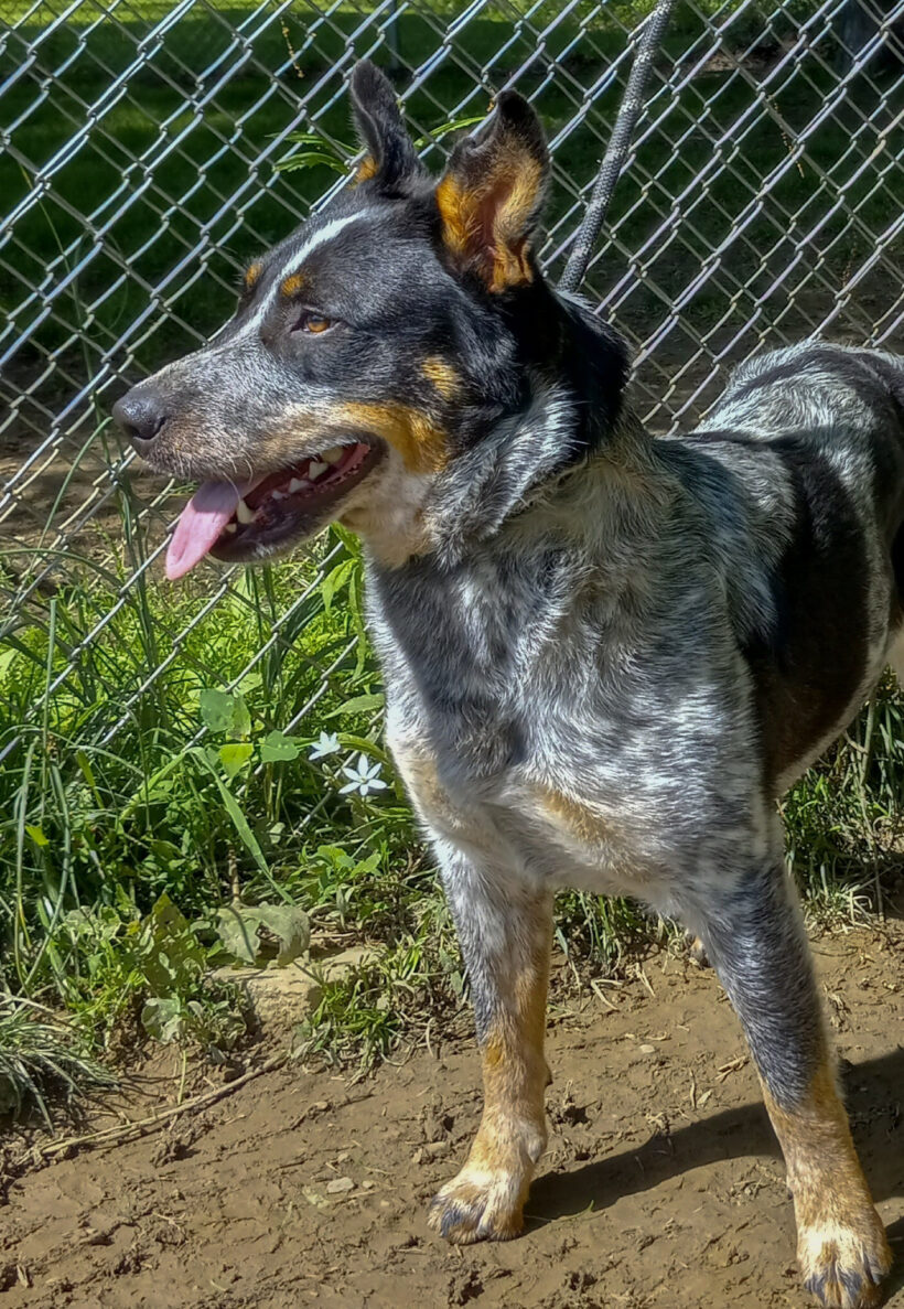 Emmie-Adopted!