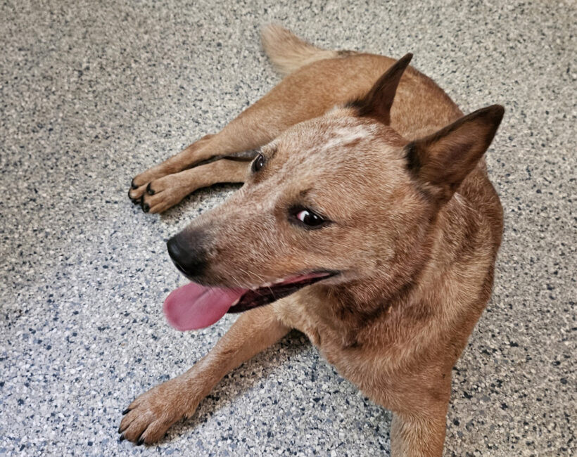 Meg-Adopted!
