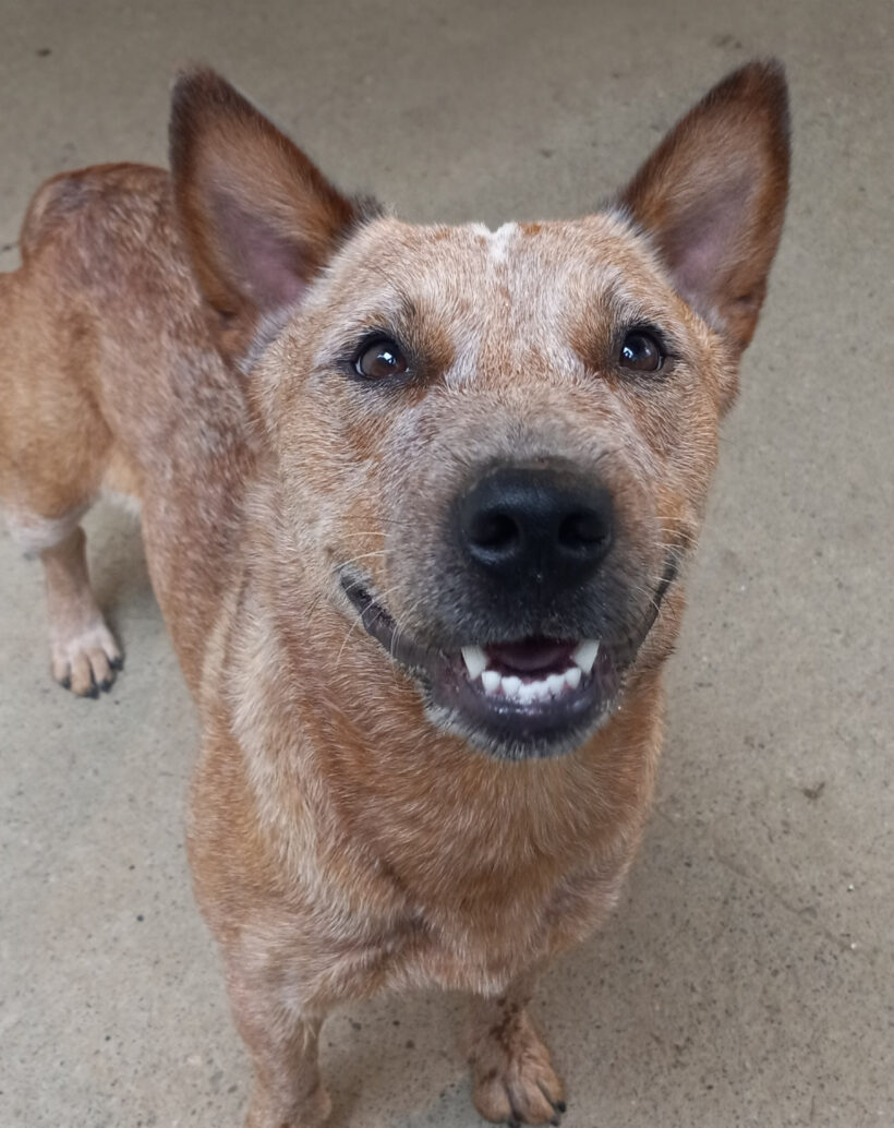 Meg-Adopted!