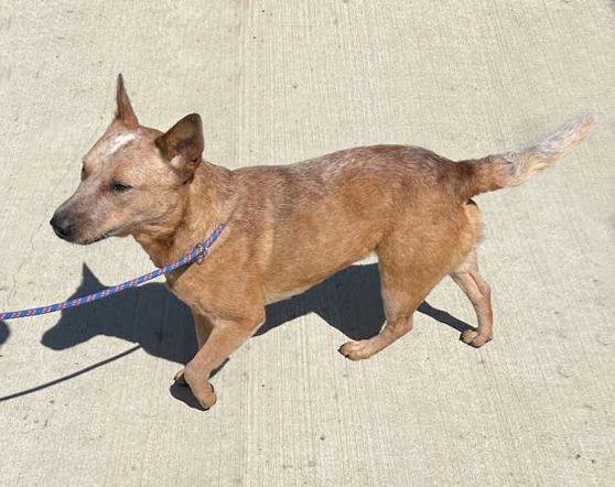 Meg-Adopted!
