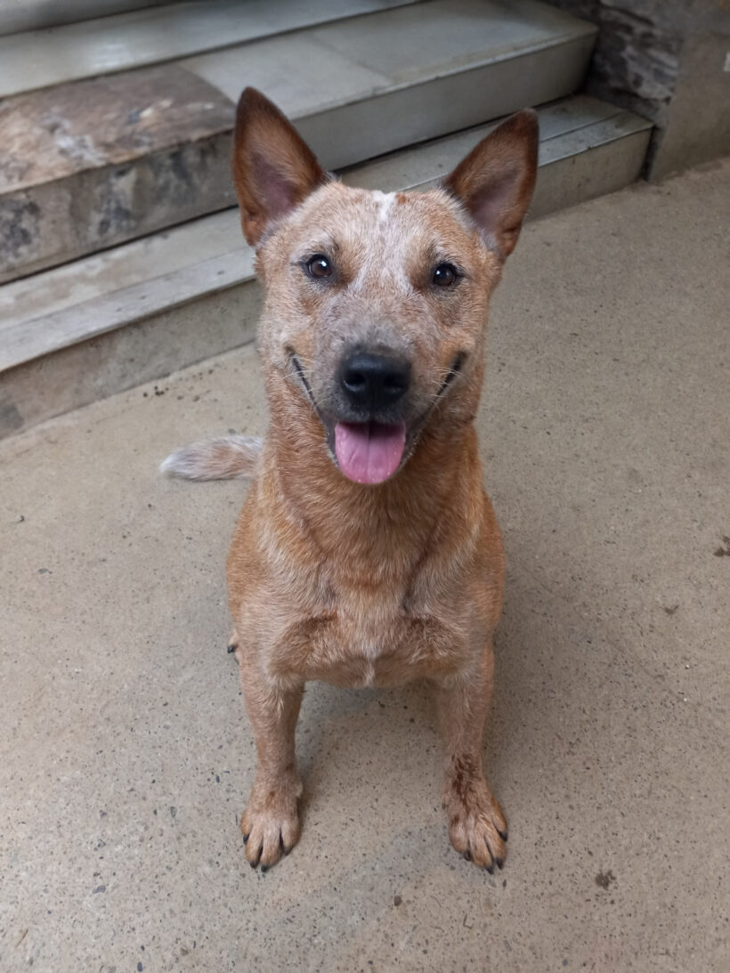 Meg-Adopted!