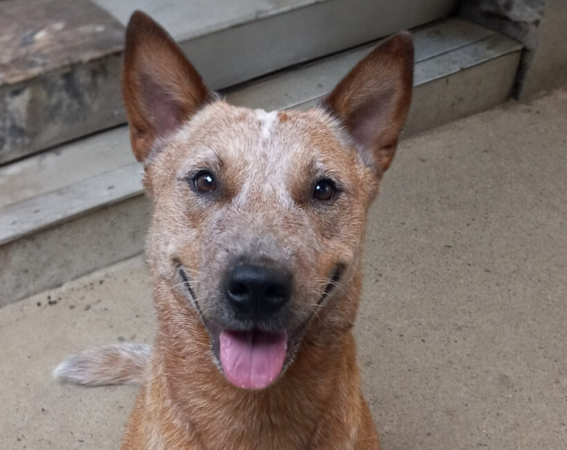 Meg-Adopted!