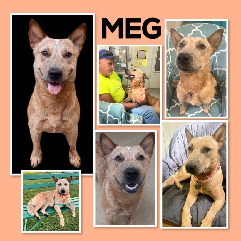 Meg-Adopted!
