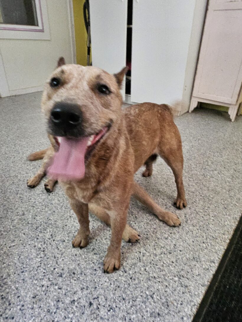 Meg-Adopted!
