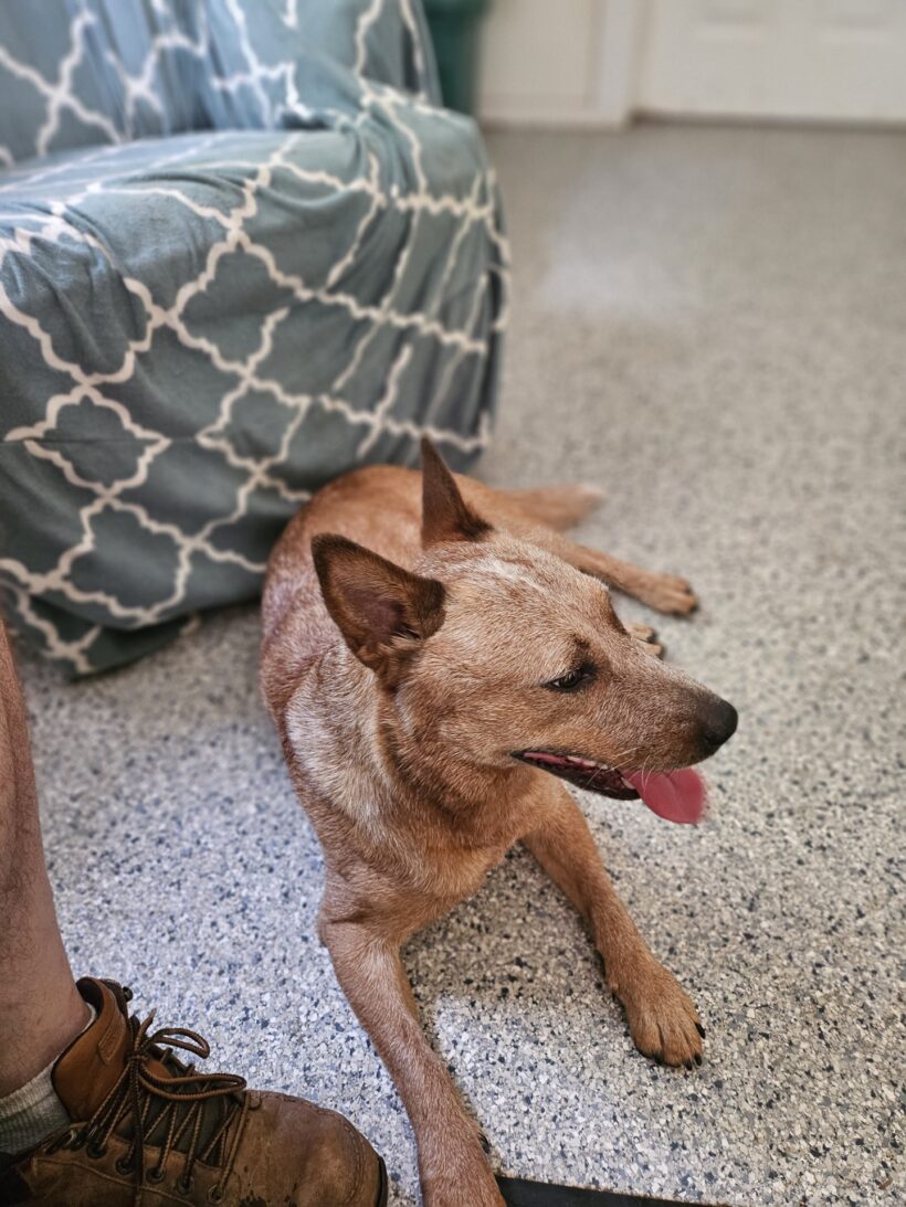 Meg-Adopted!