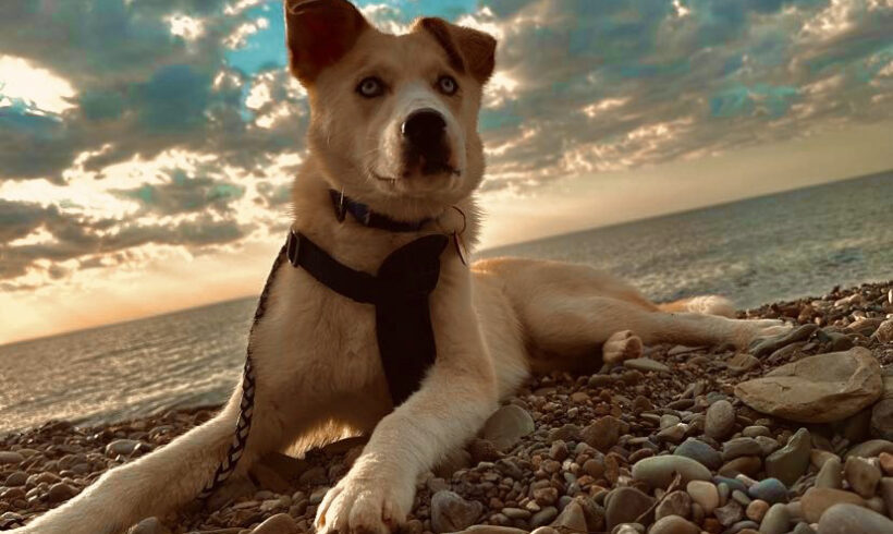 Blu