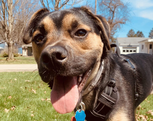 Gunner II – Found a home!!