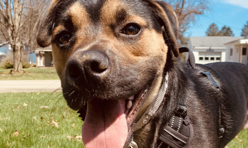 Gunner II – Found a home!!