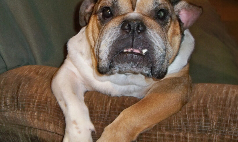 Stella
