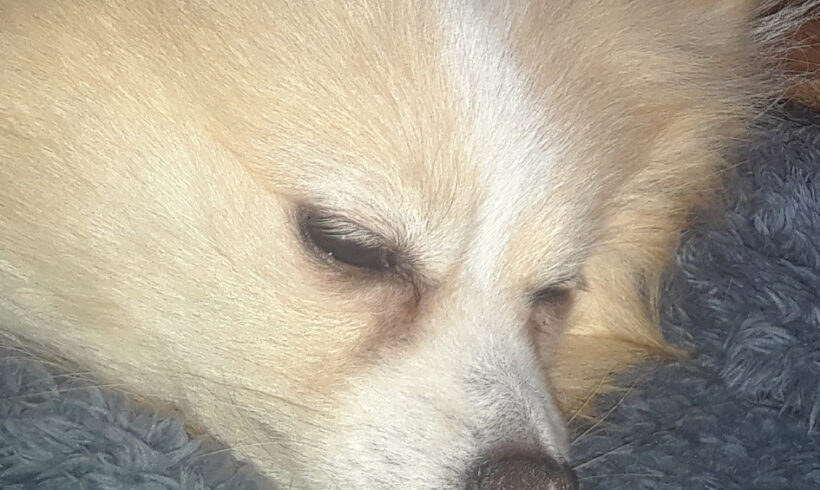 Arlo