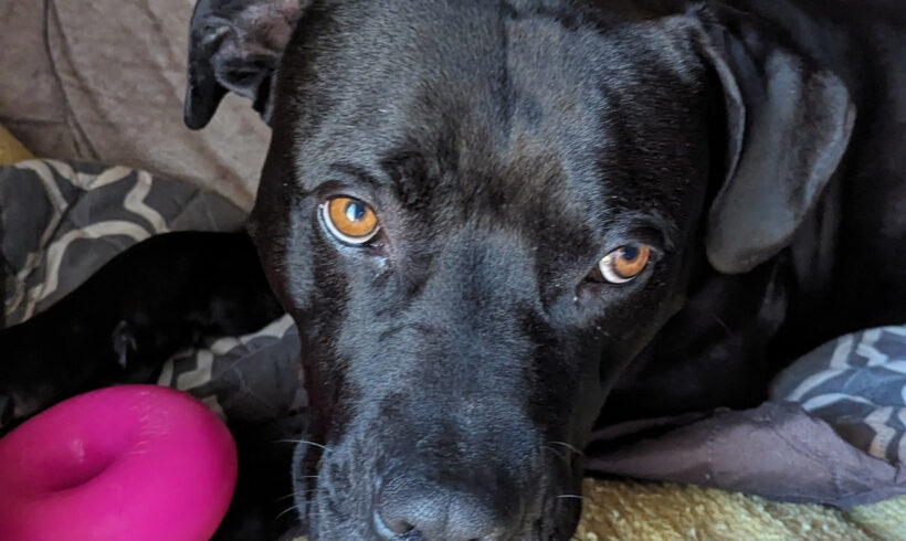 Fonzie