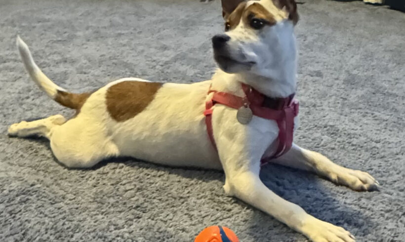 Daisy