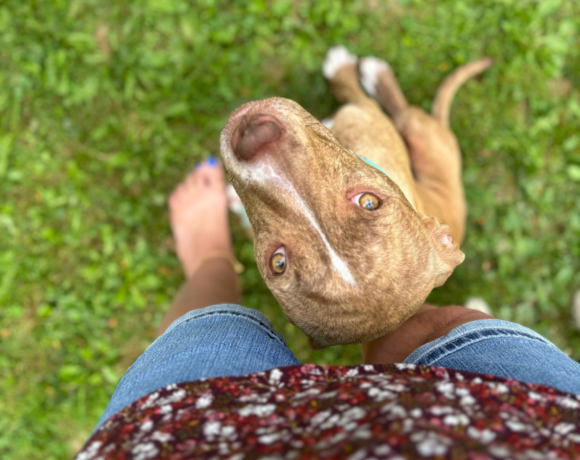 Pancake-Annie-Adopted!