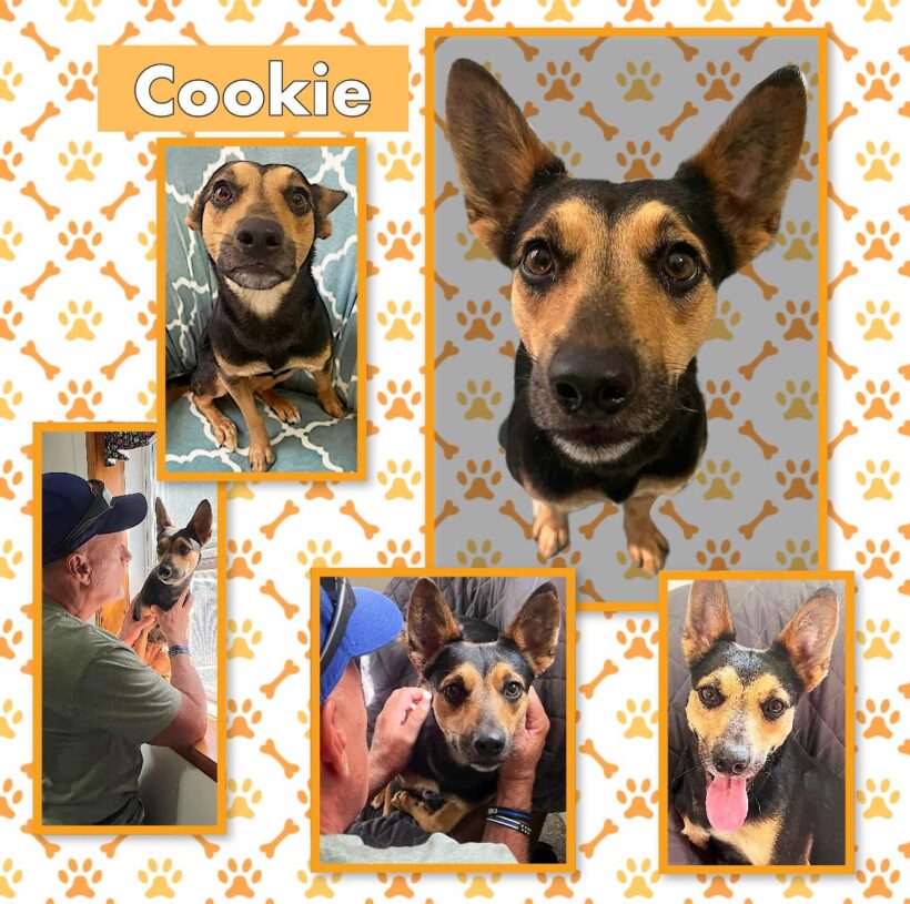Cookie-Adopted!