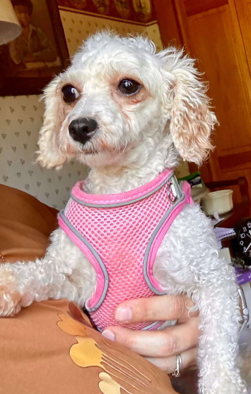 Darby-Adopted!