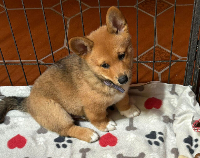 Gwen-Adopted!