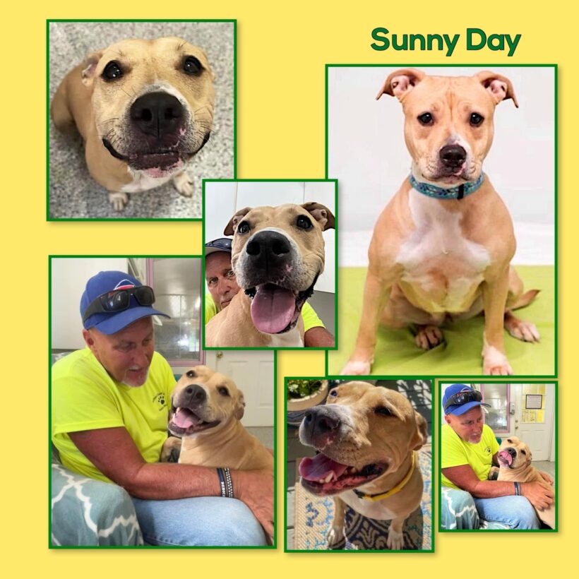Sunny Day-Adopted!