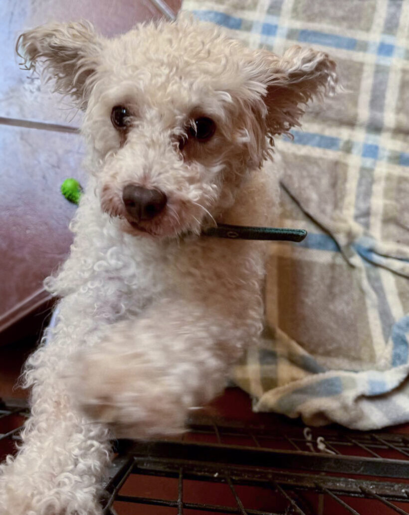 Tansen  Silverstone-Adopted!