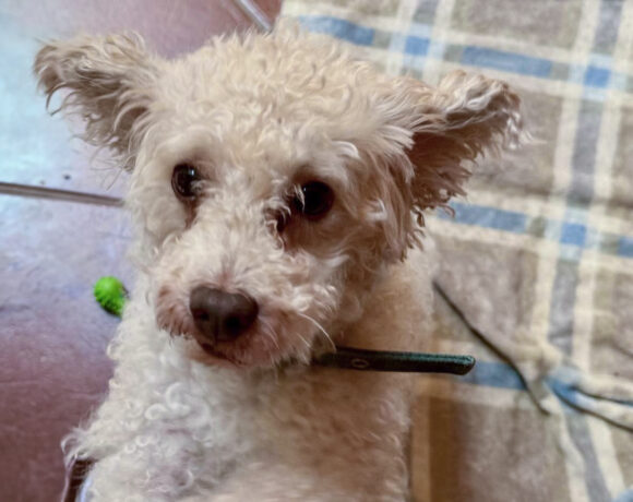 Tansen  Silverstone-Adopted!