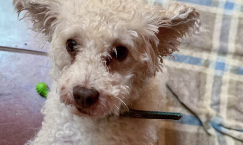 Tansen  Silverstone-Adopted!