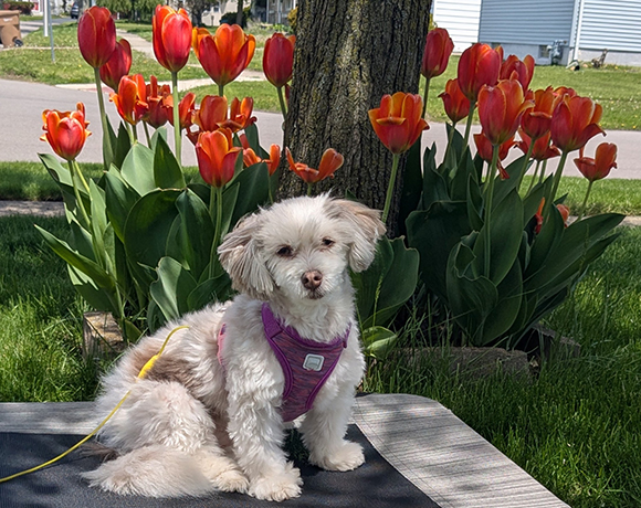 Lily