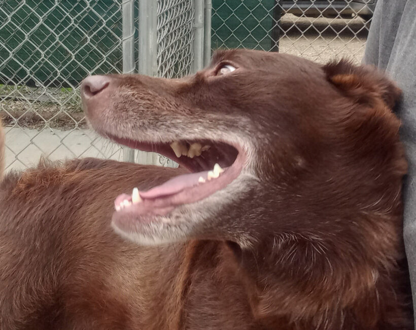 Sally O’Malley-Adopted! Sally O’Malley-Adopted!