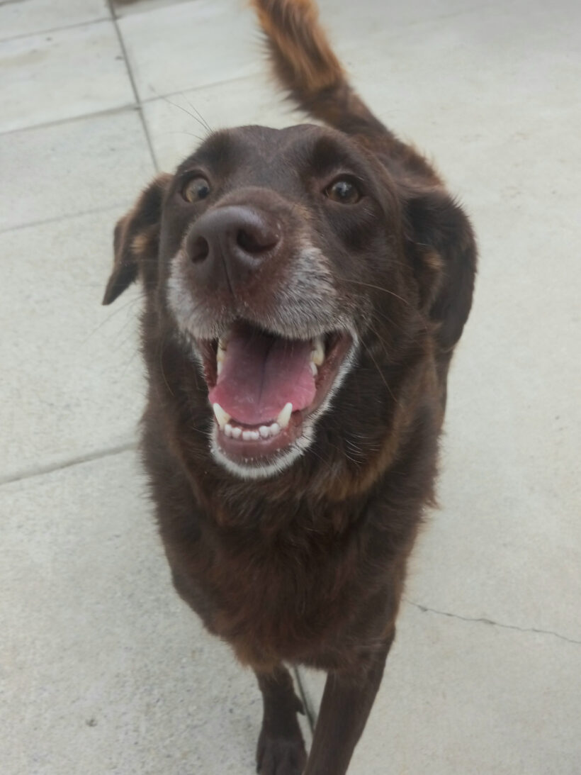 Sally O’Malley-Adopted! Sally O’Malley-Adopted!