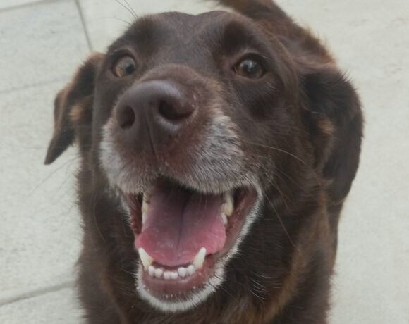 Sally O’Malley-Adopted!