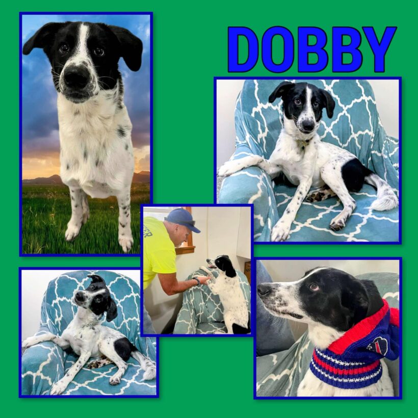 Dobby-Adopted!