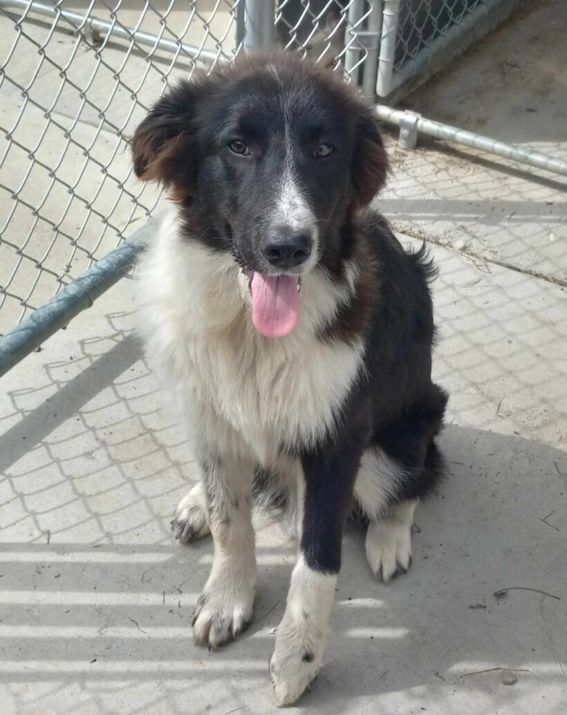 Jimi-Adopted! Jimi-Adopted!