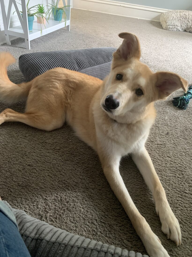 Mac-Adopted! Mac-Adopted!