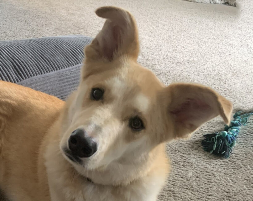 Mac-Adopted! Mac-Adopted!