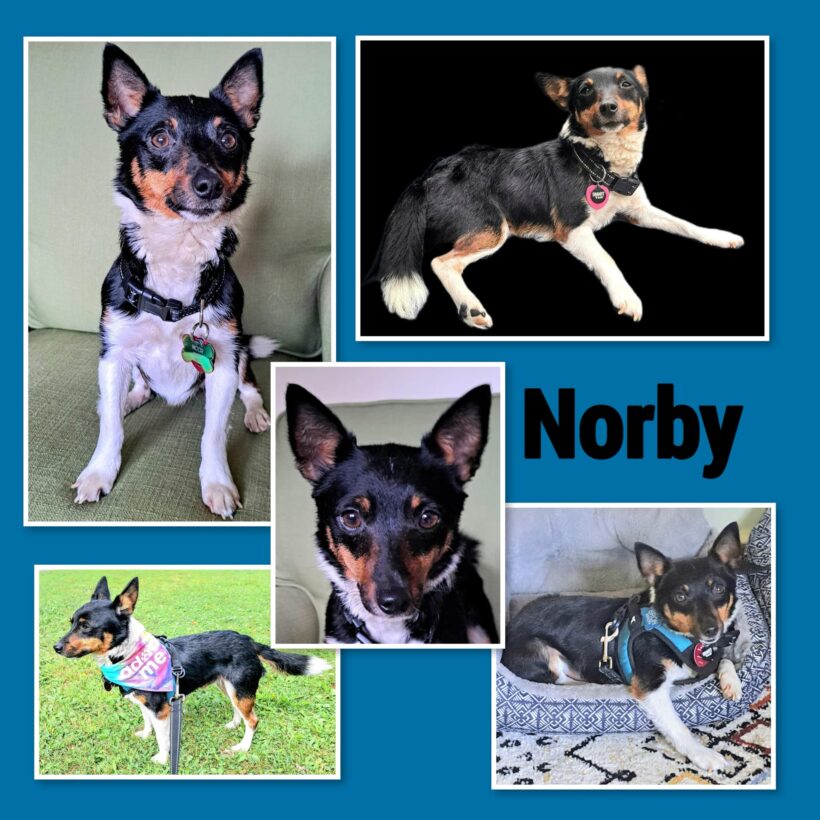 Norby-Adopted!
