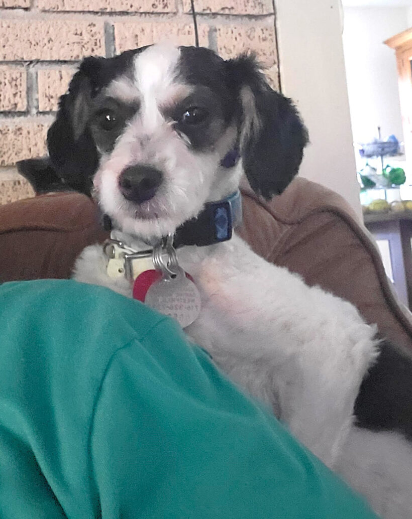 Polly-Adopted!