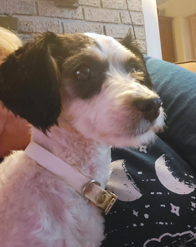 Polly-Adopted!