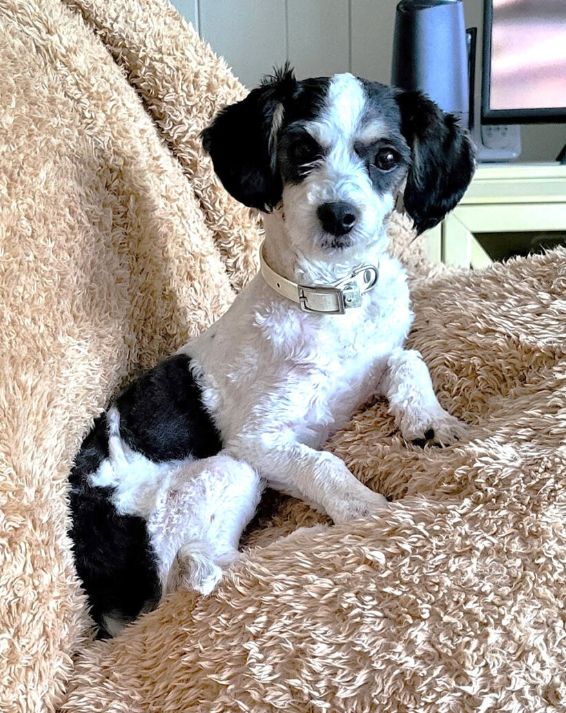 Polly-Adopted!