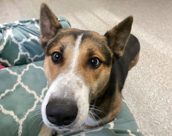Roman-Adopted!