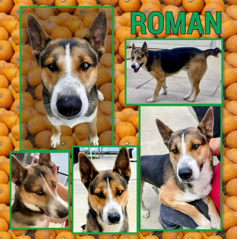 Roman-Adopted!