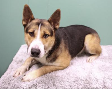 Roman-Adopted!