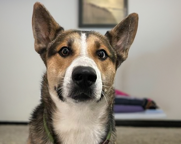 Roman-Adopted!