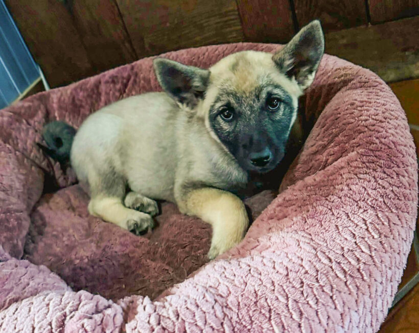 Thor-Adopted! Thor-Adopted!