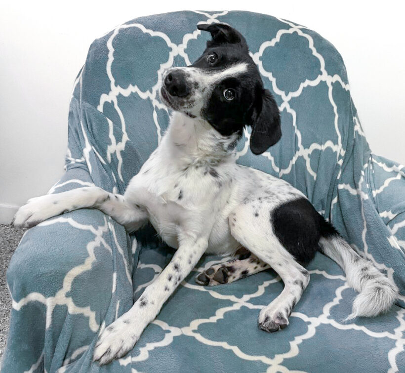 Dobby-Adopted!